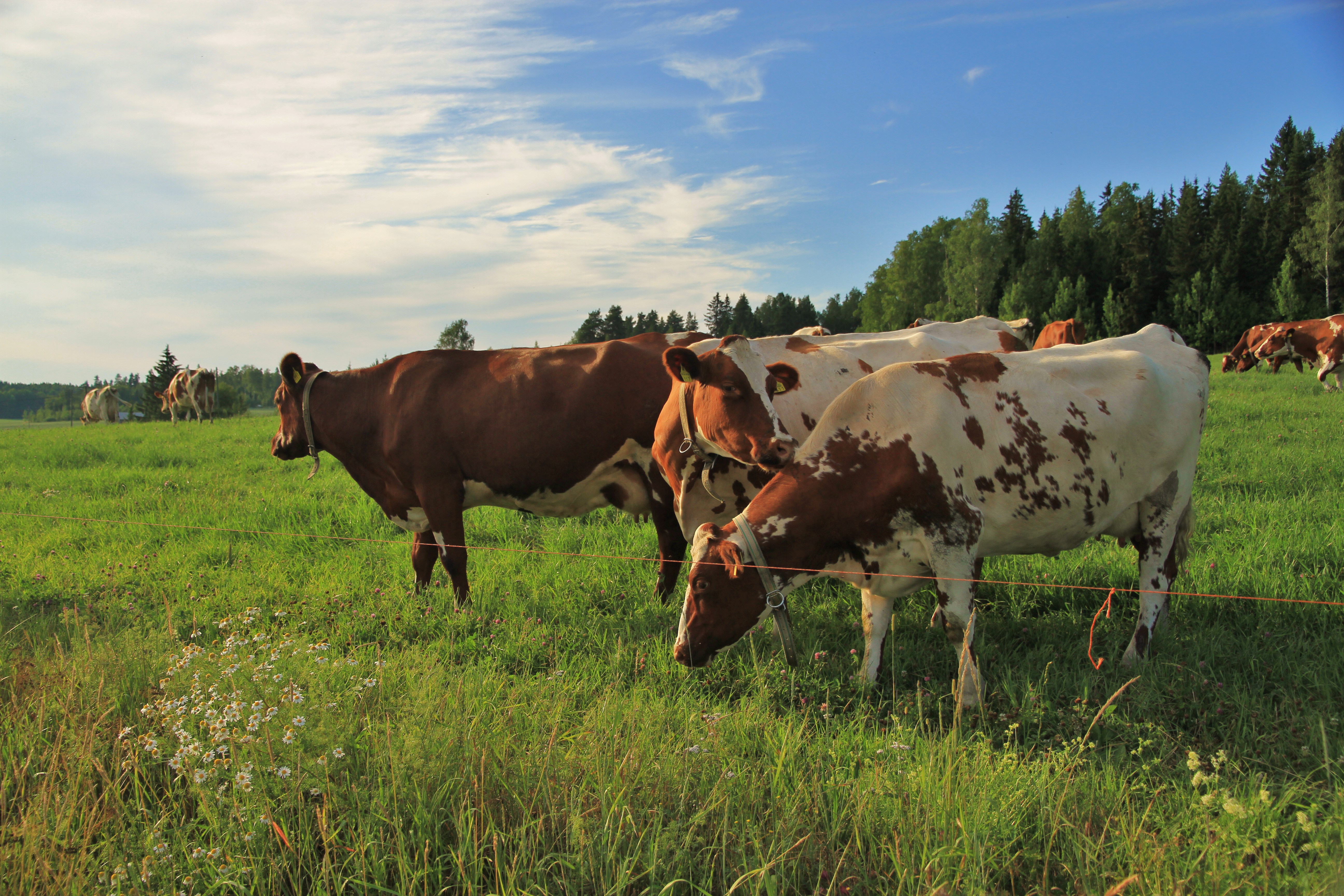 cows near kuninkaantie in sipoo-wiki commons