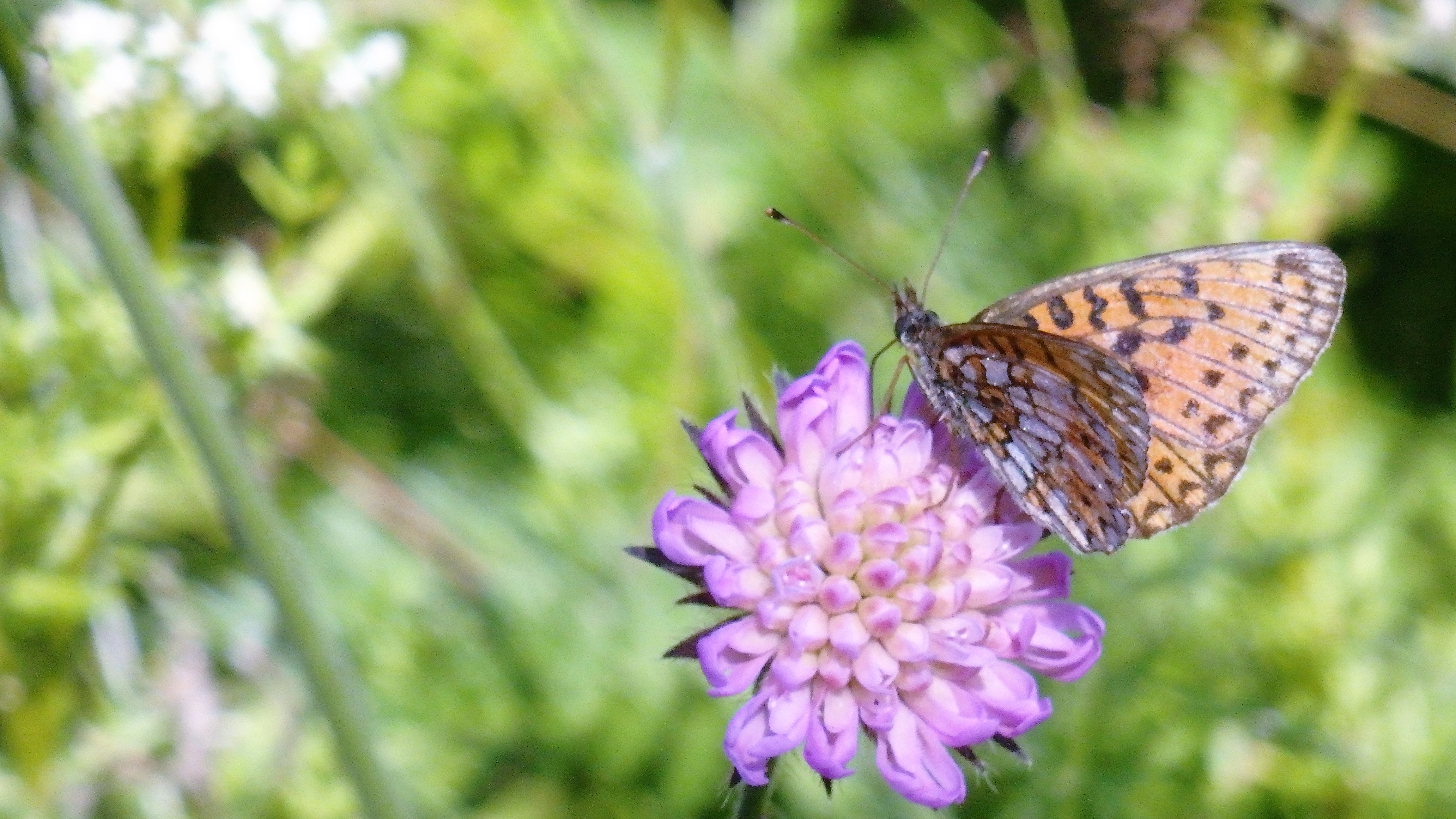 OLYMPUS DIGITAL CAMERA